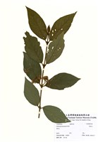 藏品(杜虹花)的圖片